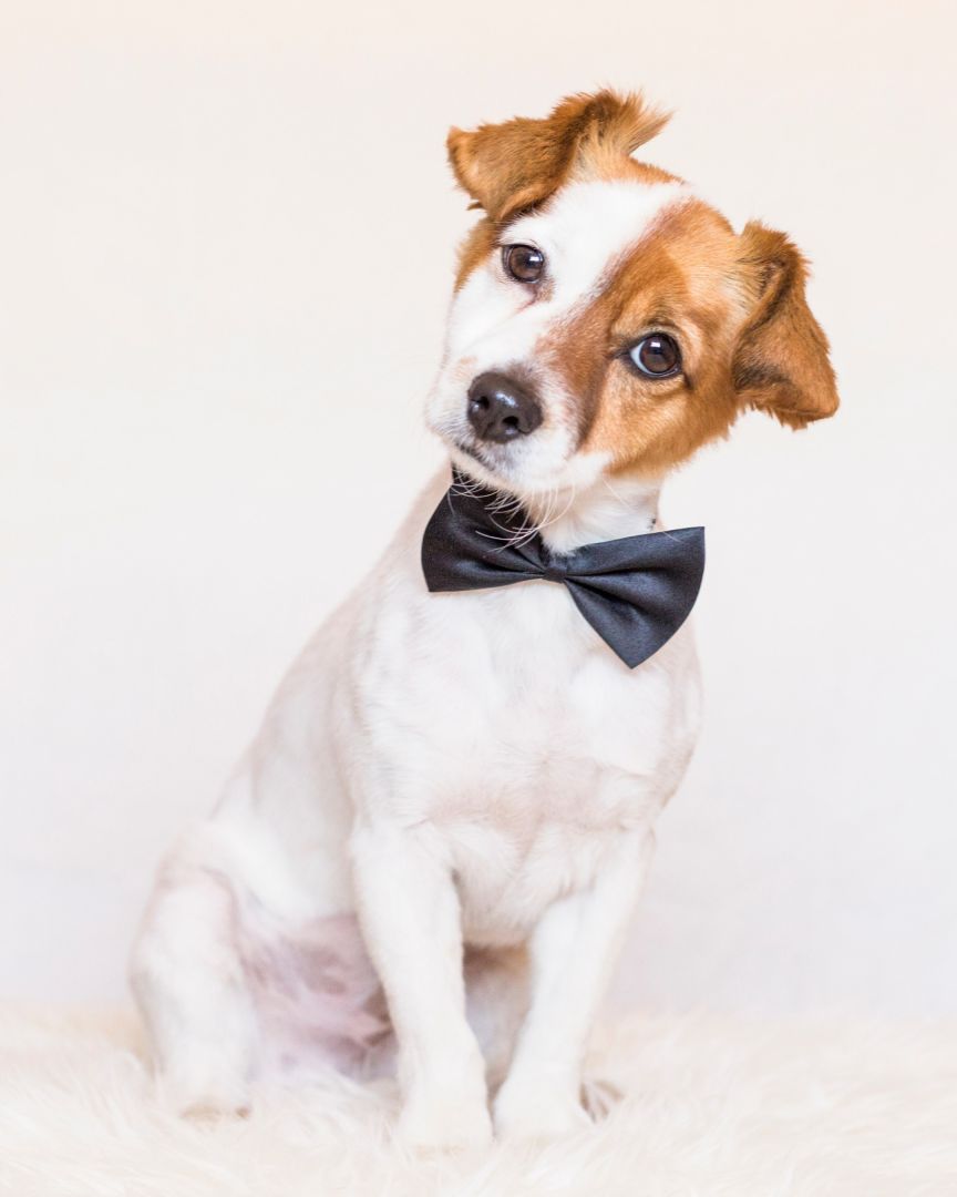 travelling on a plane with a pet